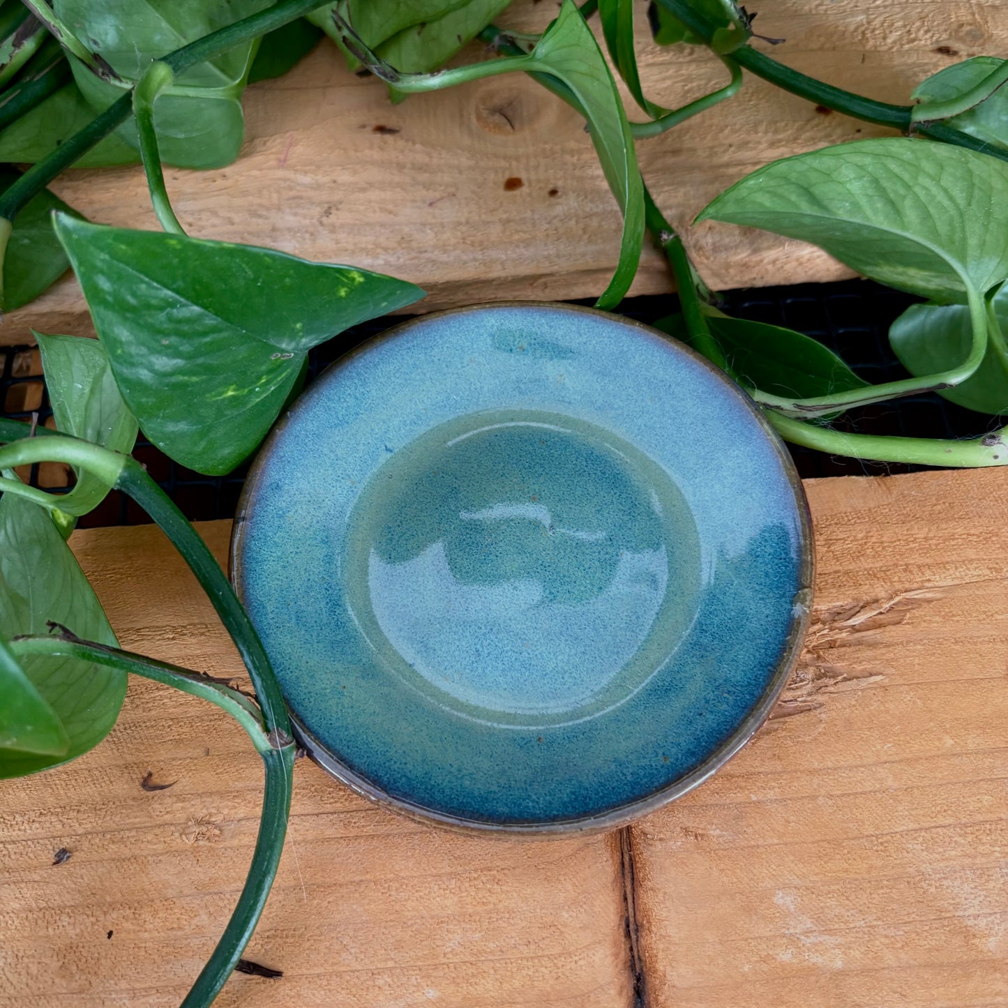 #307 Juniper Espresso Set