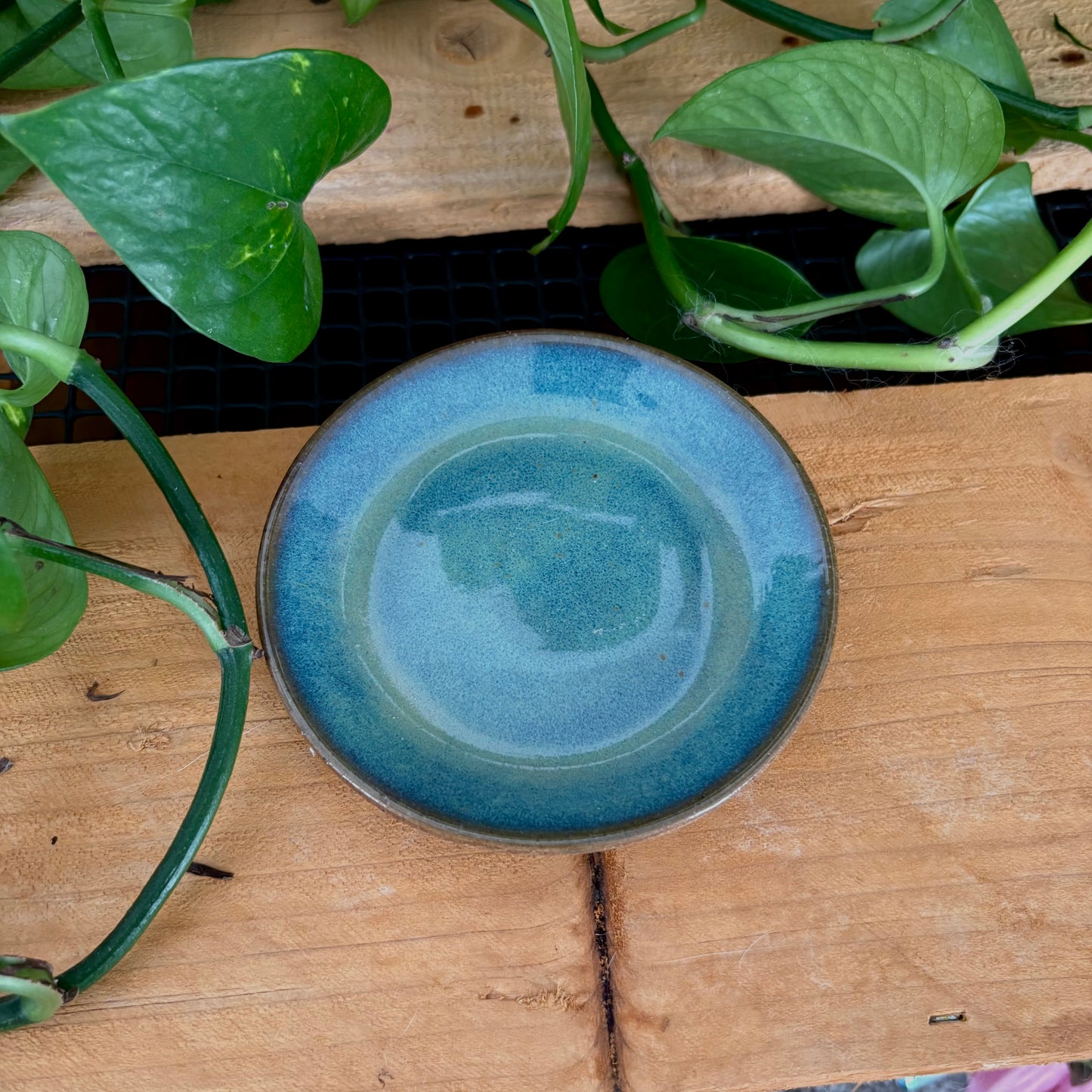 #308 Prairie Phlox Espresso Set